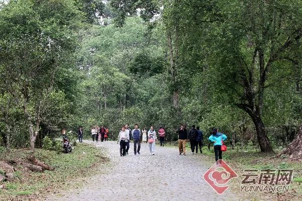 总面积76850亩 年产茶叶6180吨!云南这片茶园被认定为世界最大