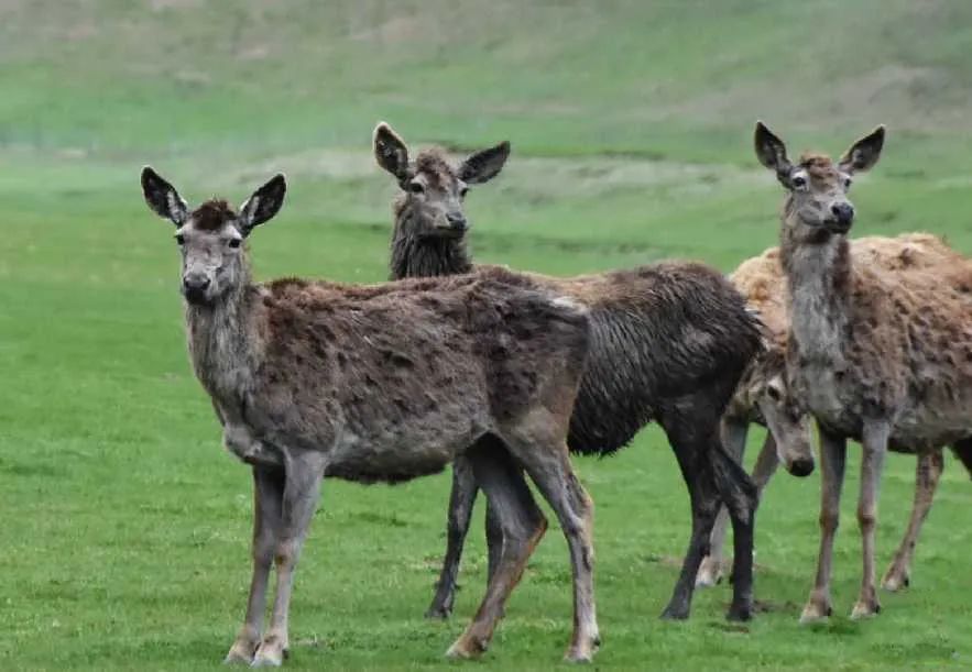 美丽中国 • 西藏篇丨青山常在 绿水长流 空气常新