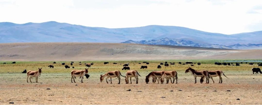 美丽中国 • 西藏篇丨青山常在 绿水长流 空气常新