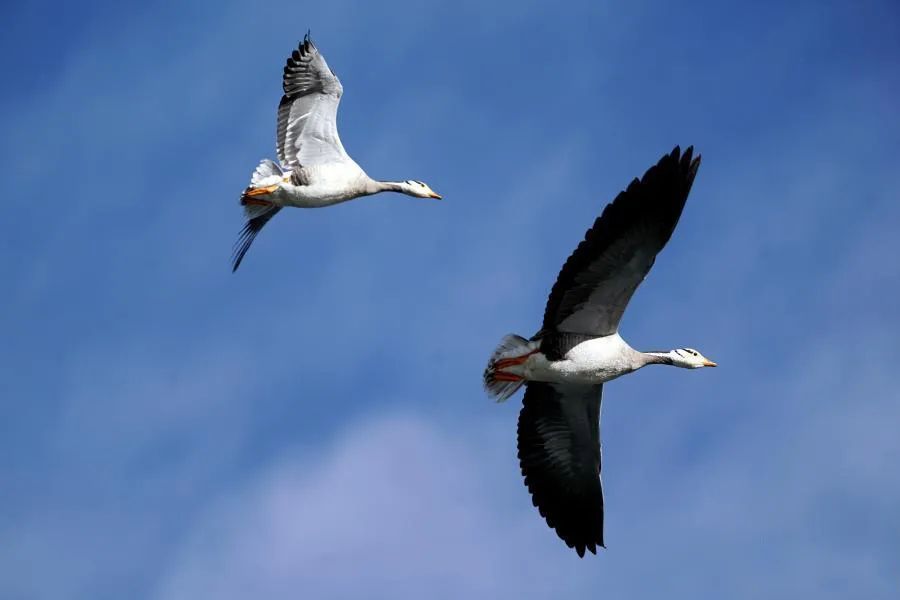 美丽中国 • 西藏篇丨青山常在 绿水长流 空气常新