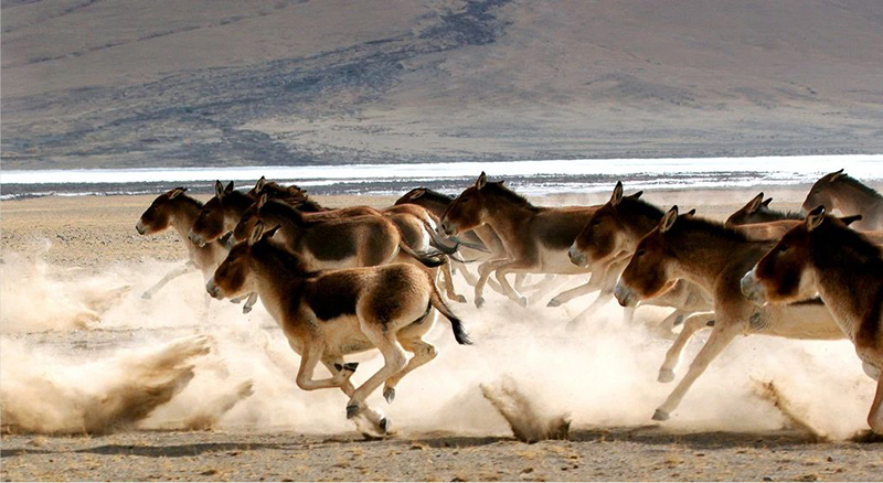 美丽中国 • 青海篇丨大美青海 生态高地