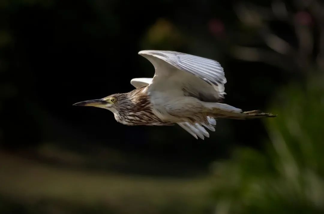美丽中国 • 海南篇丨绿色正能量 美好新海南