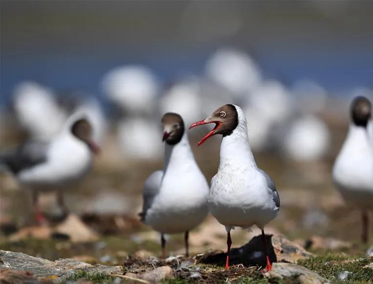 美丽中国 • 西藏篇丨青山常在 绿水长流 空气常新