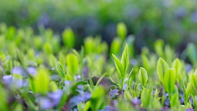 赶在春天,喝杯川茶!