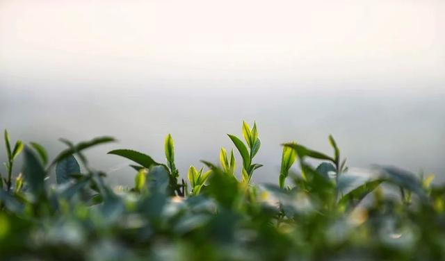 赶在春天,喝杯川茶!