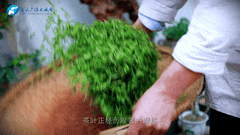 清明|在春茶中感知故乡温度