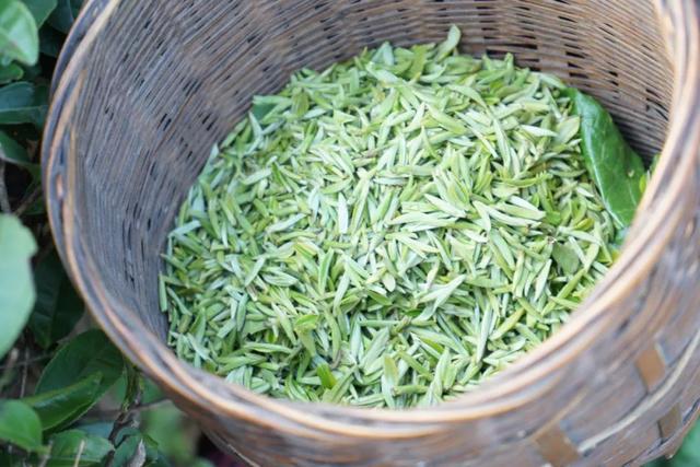 赶在春天,喝杯川茶!