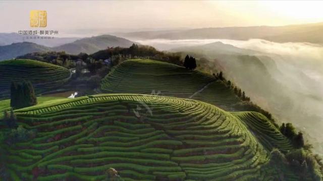 赶在春天,喝杯川茶!