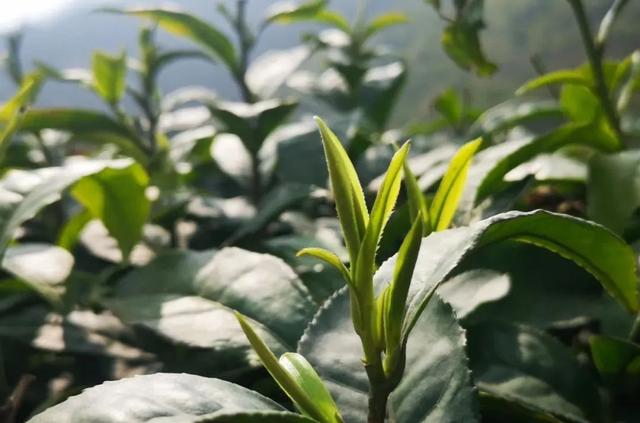 赶在春天,喝杯川茶!