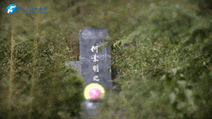 清明|在春茶中感知故乡温度