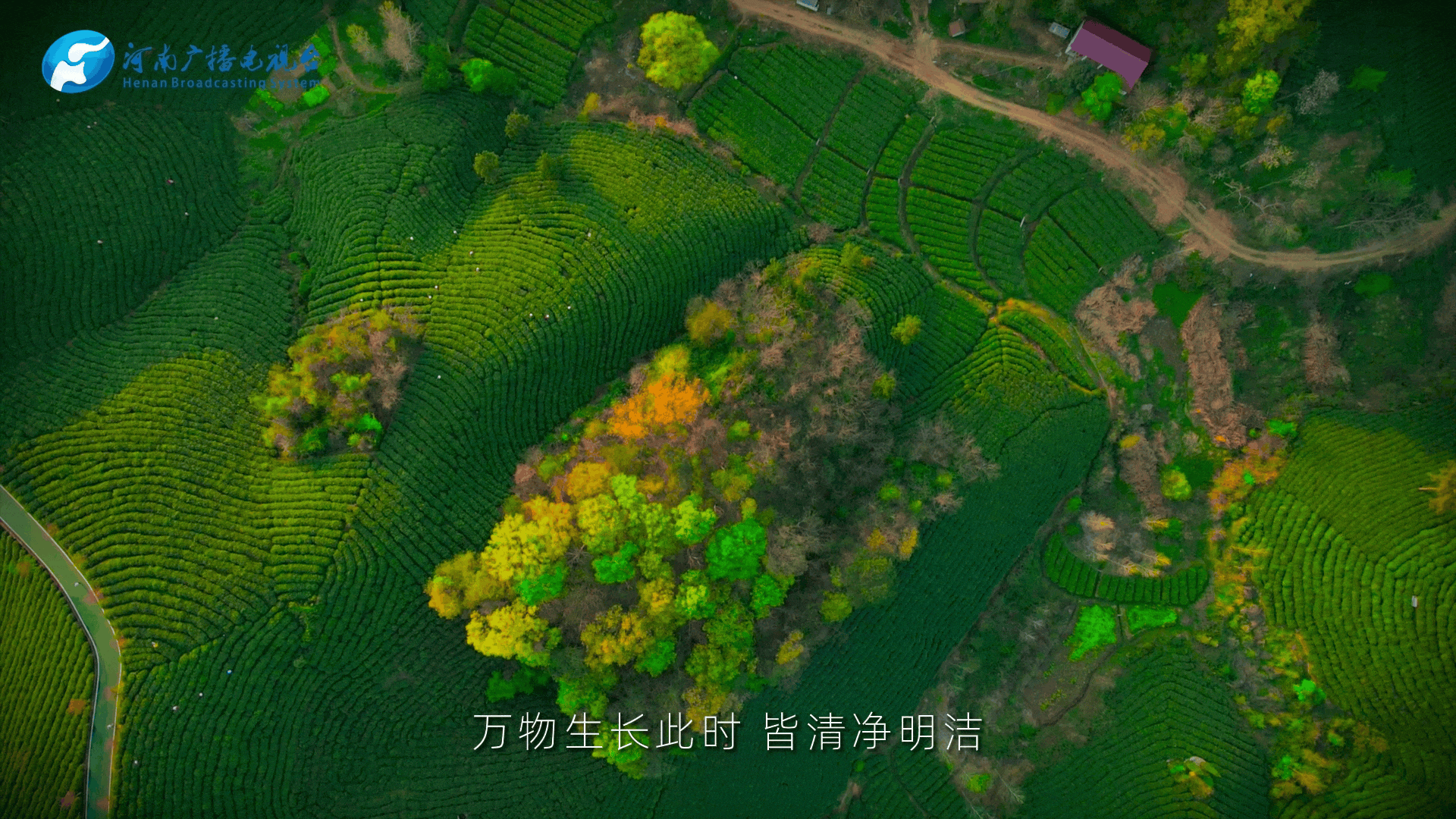 清明|在春茶中感知故乡温度