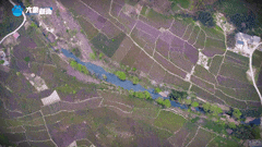 清明|在春茶中感知故乡温度