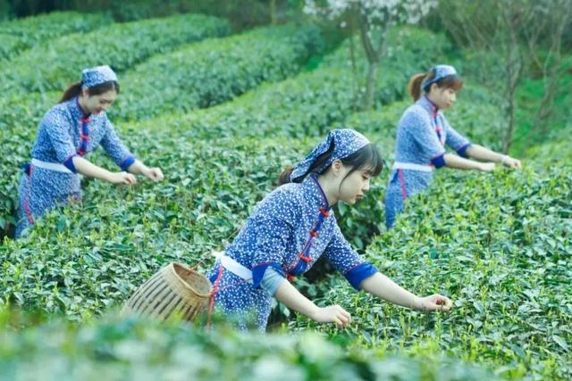 赶在春天,喝杯川茶!