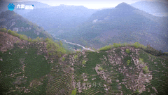 清明|在春茶中感知故乡温度