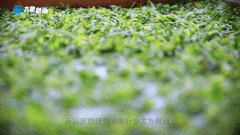 清明|在春茶中感知故乡温度