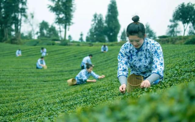 赶在春天,喝杯川茶!