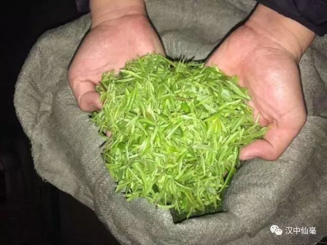 央媒头条推荐:汉中仙毫