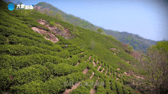 清明|在春茶中感知故乡温度