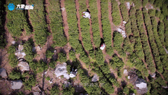 清明|在春茶中感知故乡温度