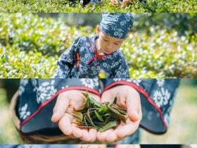 赶在春天,喝杯川茶!